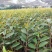 榴莲树苗南北方种植猫山王金枕头嫁接泰国榴莲苗当年结果包邮