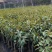 榴莲树苗南北方种植猫山王金枕头嫁接泰国榴莲苗当年结果包邮