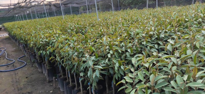 榴莲树苗南北方种植猫山王金枕头嫁接泰国榴莲苗当年结果包邮