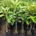 榴莲树苗南北方种植猫山王金枕头嫁接泰国榴莲苗当年结果包邮