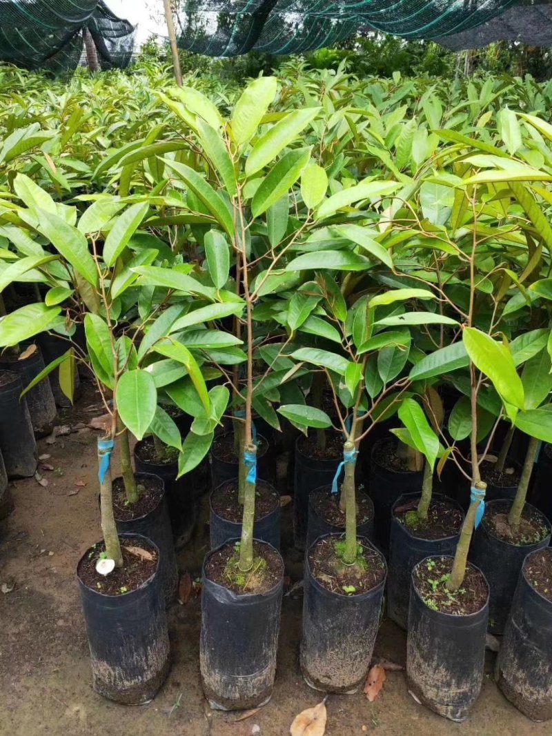 榴莲树苗南北方种植猫山王金枕头嫁接泰国榴莲苗当年结果包邮