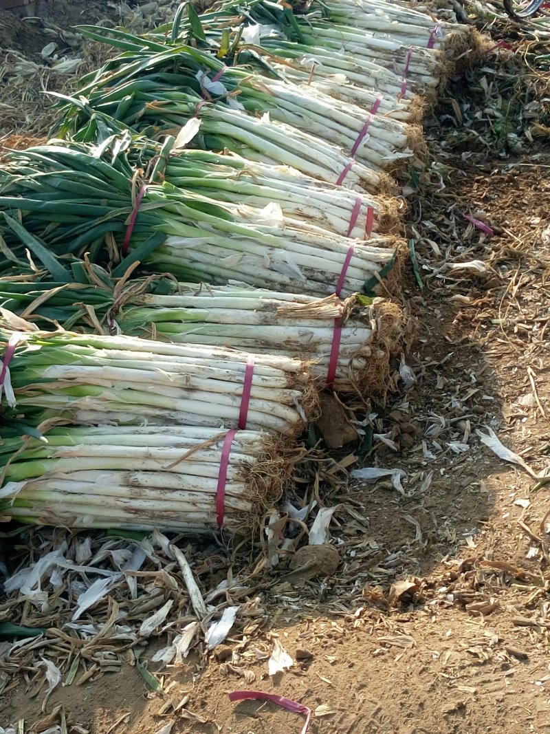 长白葱产地直销，芽葱，干葱，手选葱
