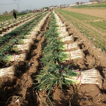 长白葱产地直销，芽葱，干葱，手选葱