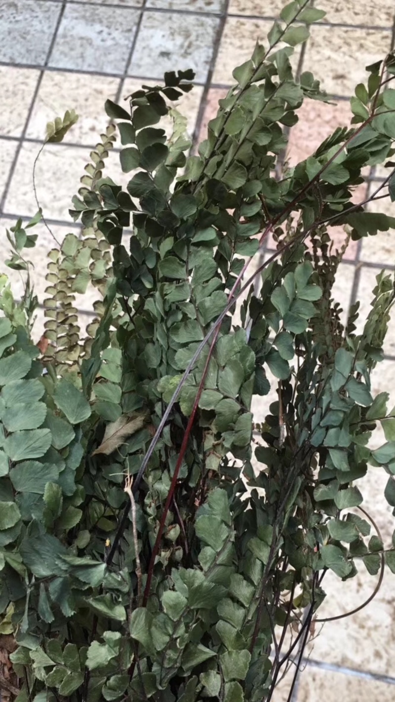 铁线草铁线蕨【包邮】三斤起发货可批量可零售量大从优