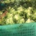 叶生菜本地常年供应生菜质量非常好适合各大超市