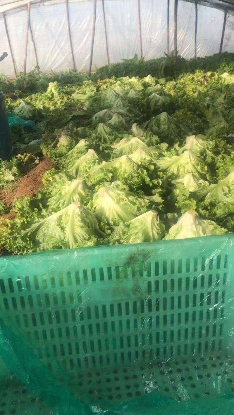 叶生菜本地常年供应生菜质量非常好适合各大超市