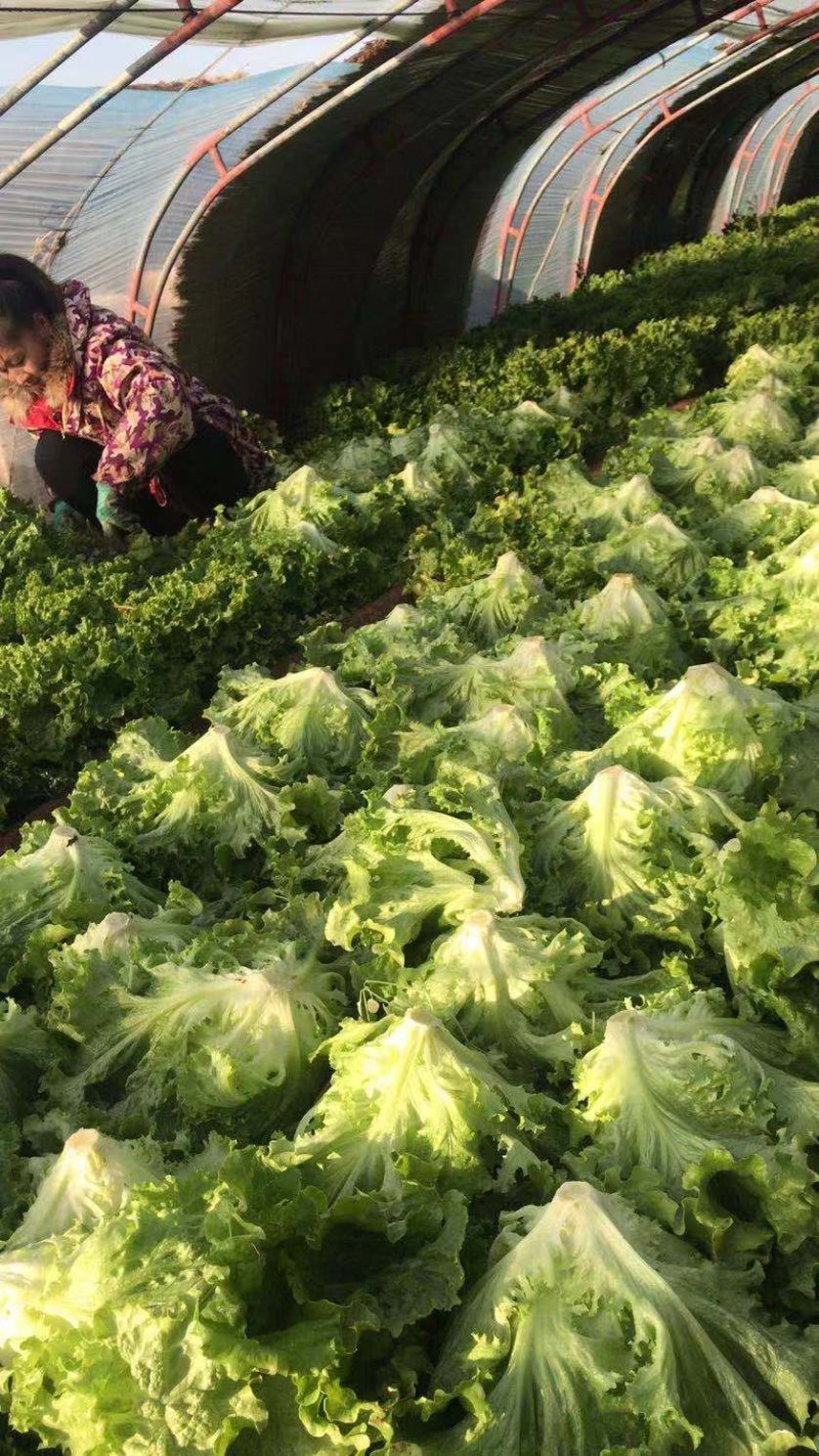 叶生菜本地常年供应生菜质量非常好适合各大超市