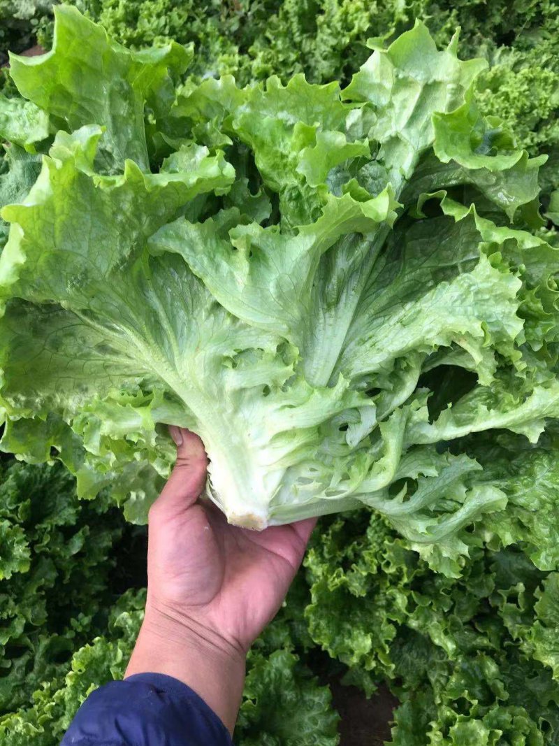 叶生菜本地常年供应生菜质量非常好适合各大超市