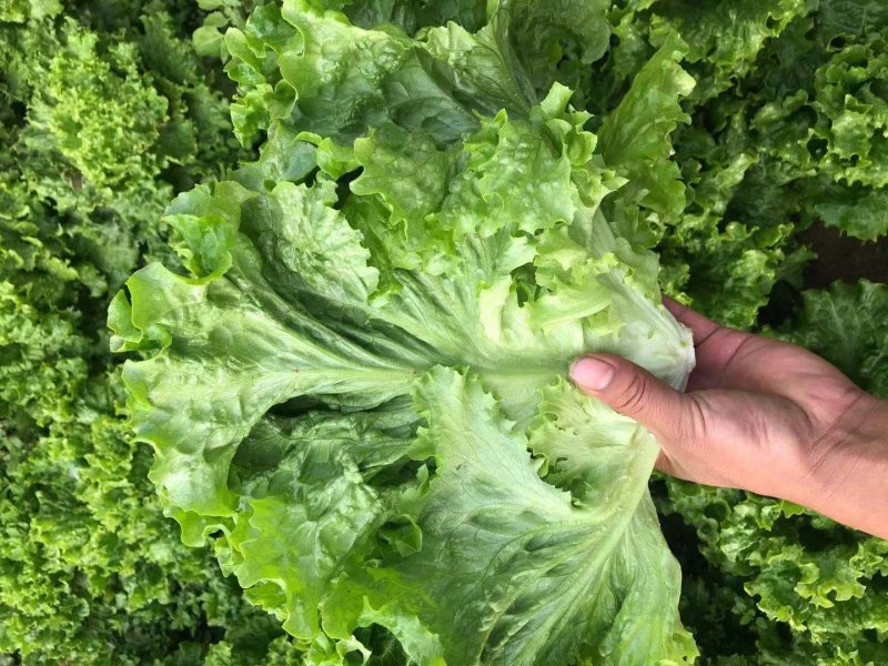 叶生菜本地常年供应生菜质量非常好适合各大超市