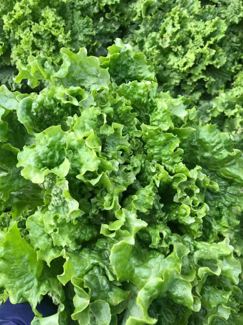 叶生菜本地常年供应生菜质量非常好适合各大超市