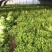 叶生菜本地常年供应生菜质量非常好适合各大超市