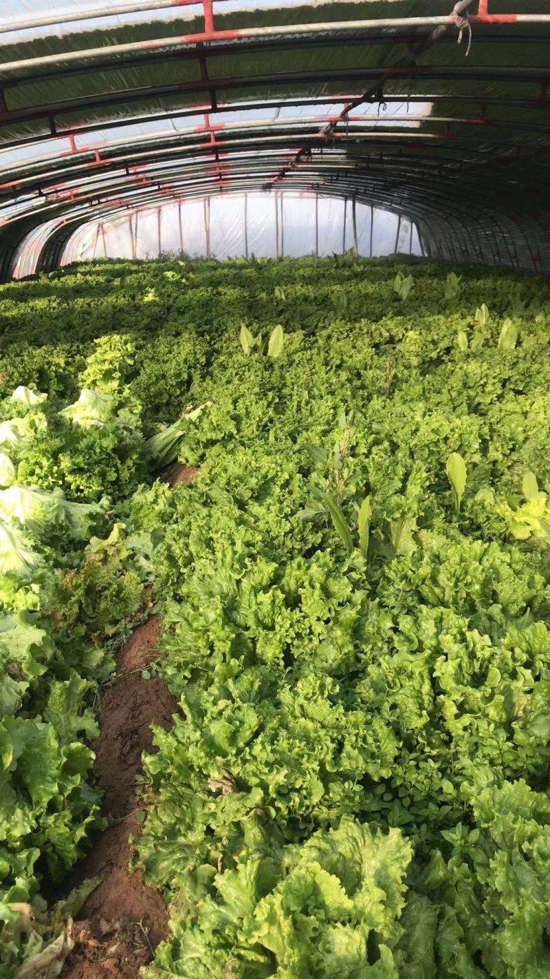 叶生菜本地常年供应生菜质量非常好适合各大超市