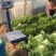 叶生菜本地常年供应生菜质量非常好适合各大超市