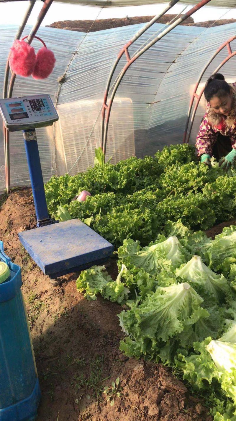 叶生菜本地常年供应生菜质量非常好适合各大超市