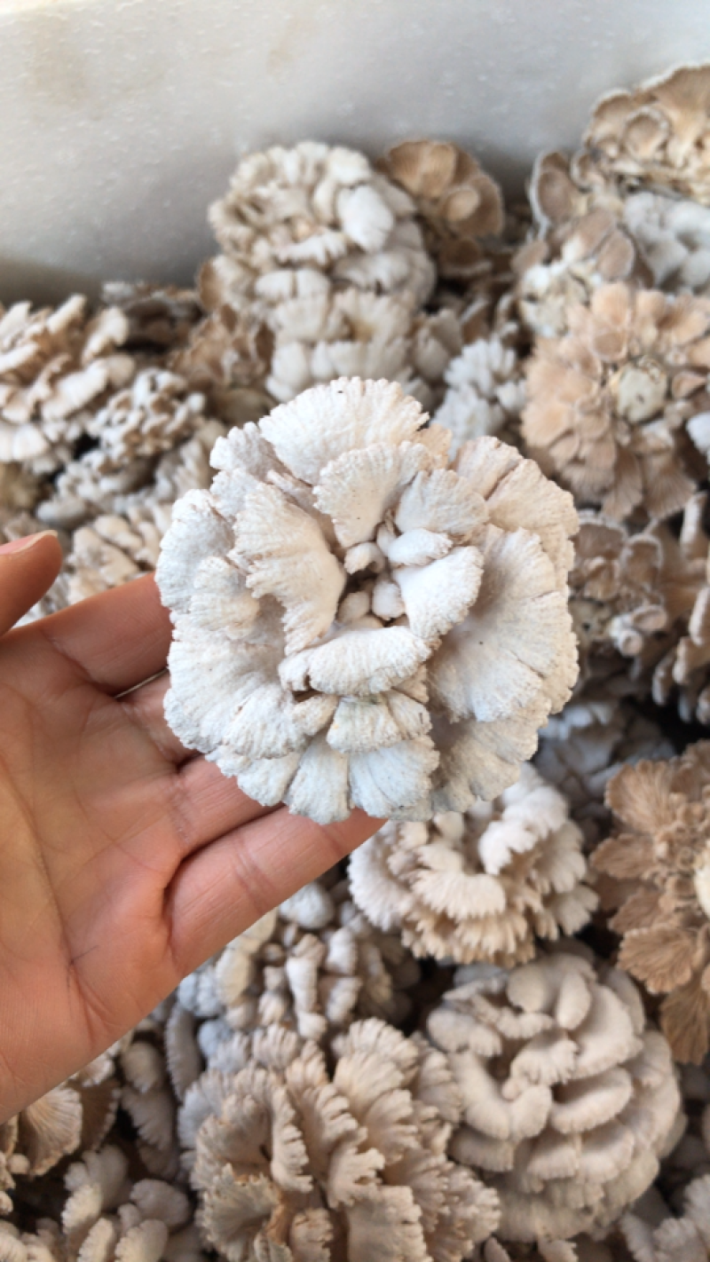 新鲜白参菌云南产地低价批发量大从优！