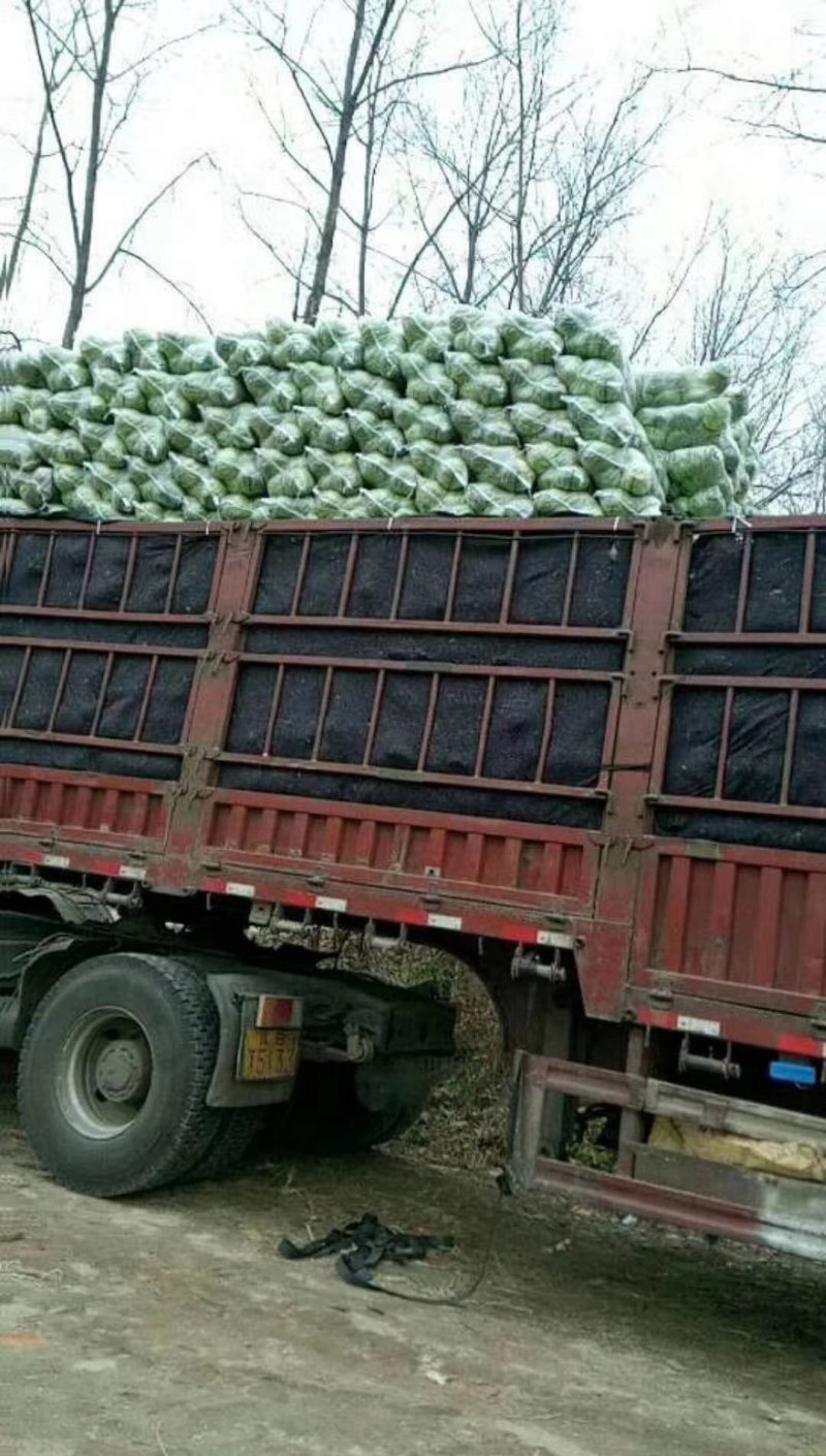 精品思特丹甘蓝，旺旺甘蓝大量新鲜供应，产地直发，货源足