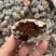 山西阳城老树柿饼黑柿饼特级白霜低价冲量批发