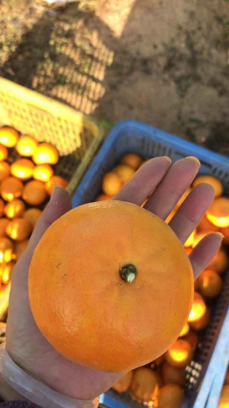 广西精品沃柑大量上市欢迎各界商家合作共赢
