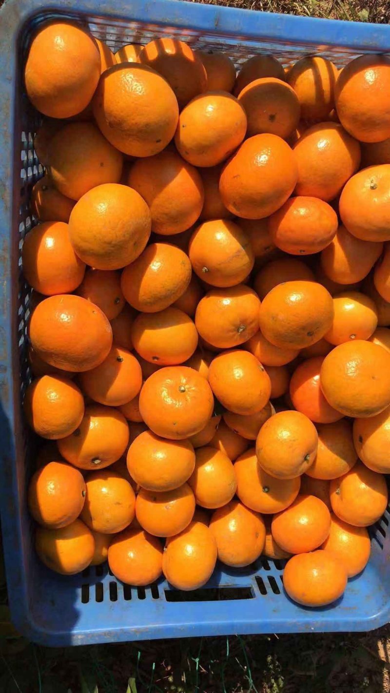 广西精品沃柑大量上市欢迎各界商家合作共赢