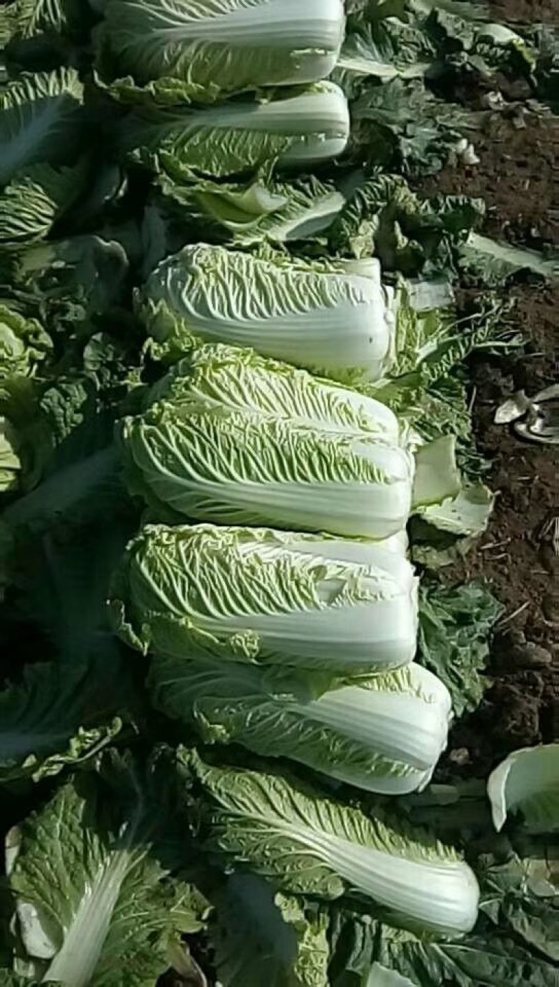 河北玉田北京三号大白菜绿60白菜各种精品蔬菜