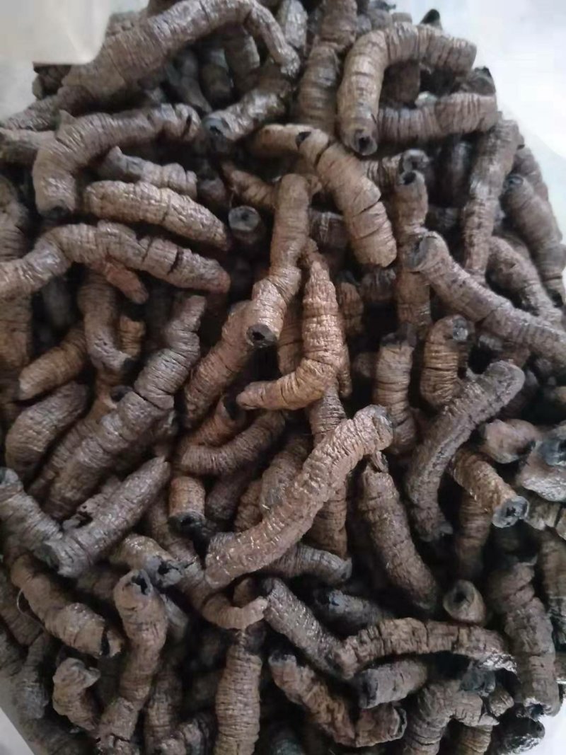 南国人参巴戟天九蒸十晒