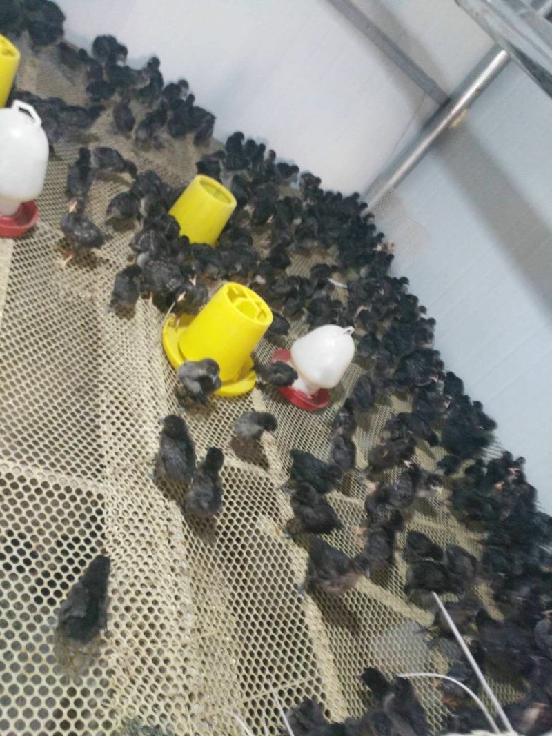 五黑鸡苗绿壳蛋鸡包房防疫包成活包运输