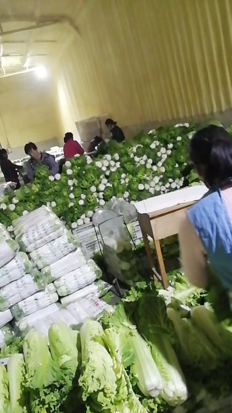 北京三号大白菜质量优异价格优惠散装袋装均可，视频可看货