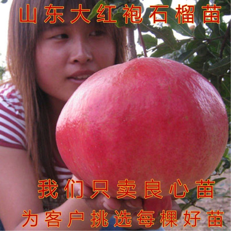 山东大红袍石榴苗软籽石榴苗品种石榴苗包品种包结果