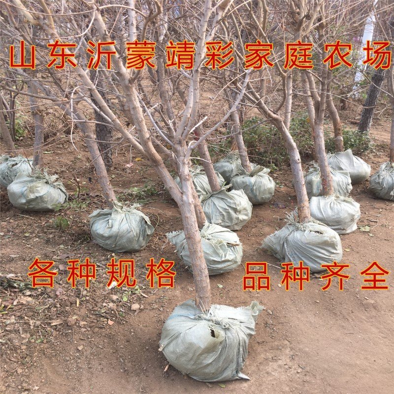 山东大红袍石榴苗软籽石榴苗品种石榴苗包品种包结果