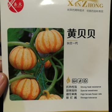 金黄色南瓜种子贝贝南瓜种子肉质粉条口感甜嫩