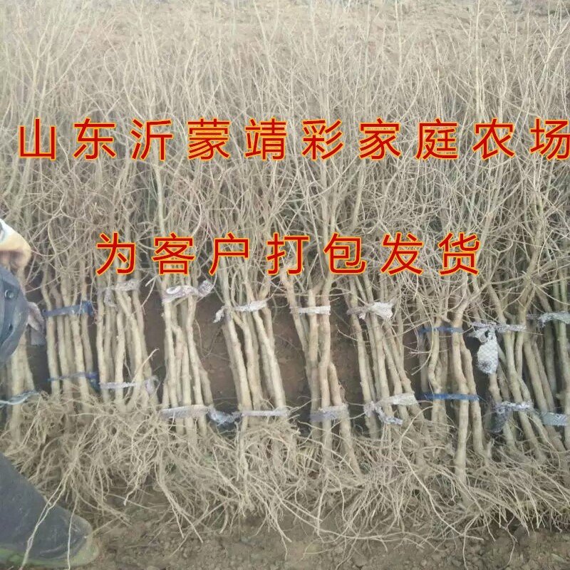 抗寒大青皮石榴苗品种石榴树苗软籽石榴苗包品种包结果