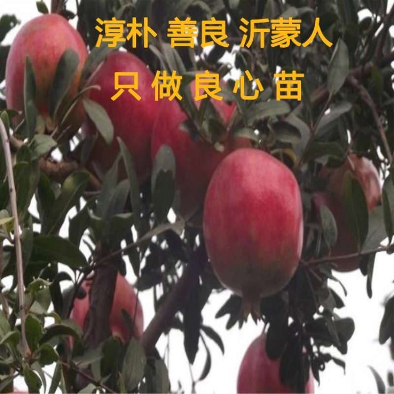 抗寒大青皮石榴苗品种石榴树苗软籽石榴苗包品种包结果
