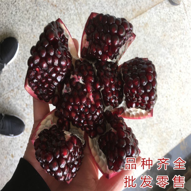 抗寒大青皮石榴苗品种石榴树苗软籽石榴苗包品种包结果