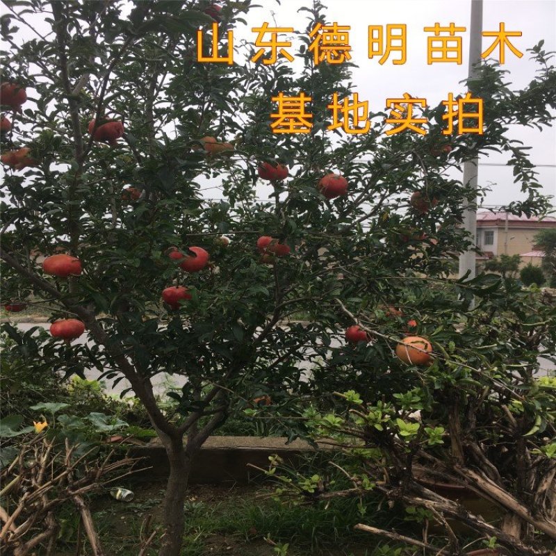 抗寒大青皮石榴苗品种石榴树苗软籽石榴苗包品种包结果