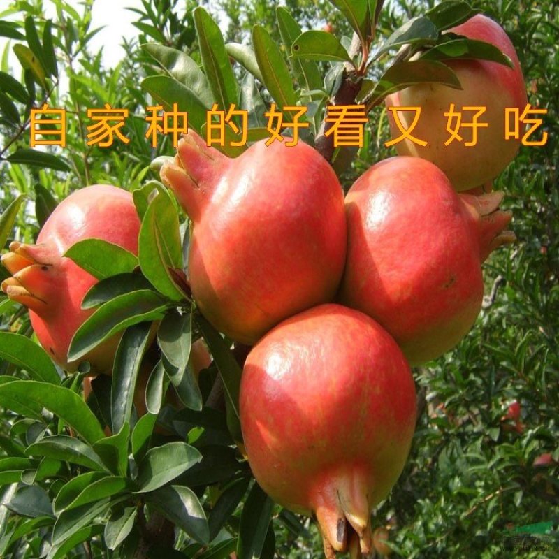 抗寒大青皮石榴苗品种石榴树苗软籽石榴苗包品种包结果