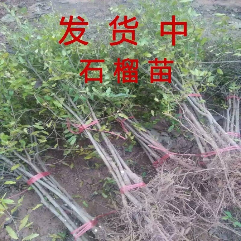 抗寒大青皮石榴苗品种石榴树苗软籽石榴苗包品种包结果