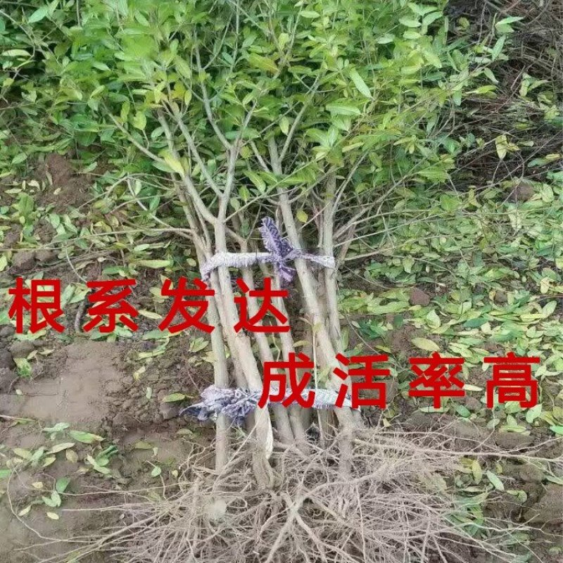 抗寒大青皮石榴苗品种石榴树苗软籽石榴苗包品种包结果
