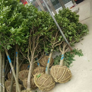 金桂，单干金桂基地6-12金桂价格，河南潢川金桂基地直销