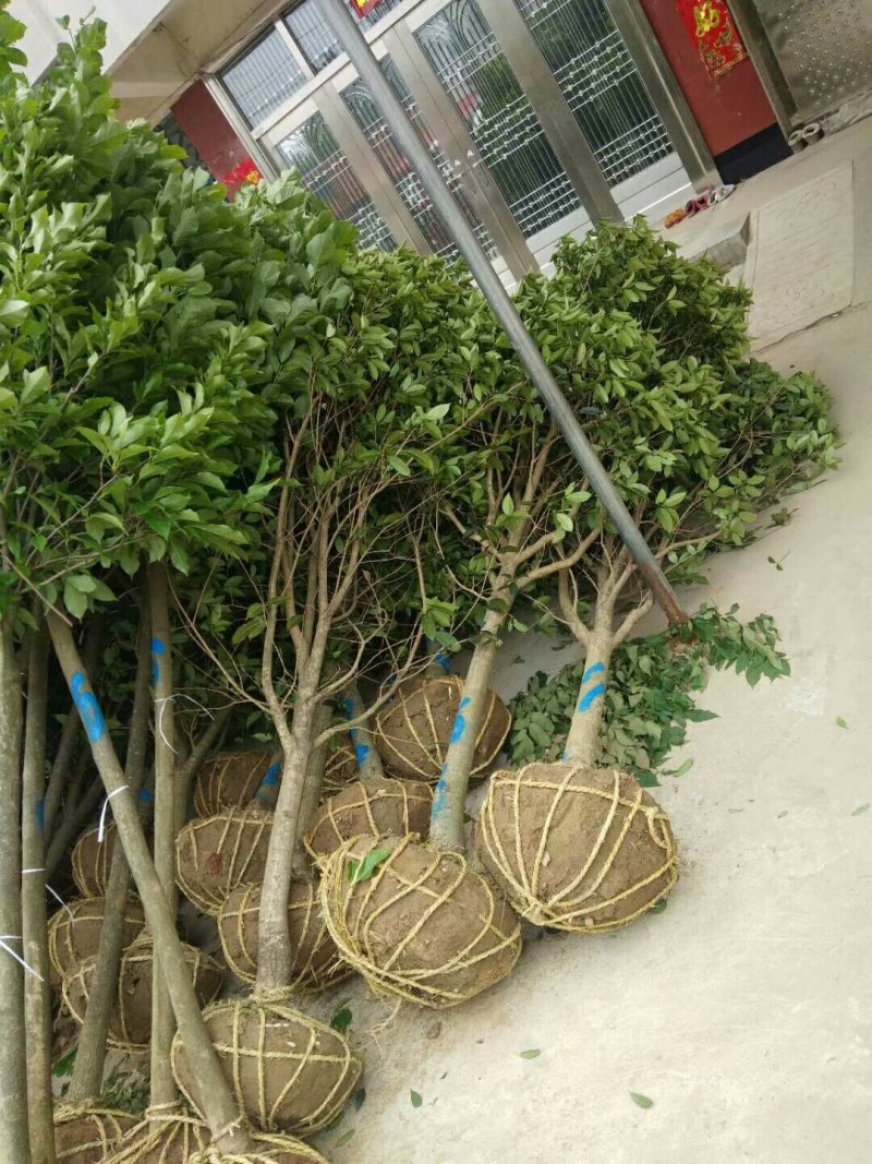 金桂，单干金桂基地6-12金桂价格，河南潢川金桂基地直销