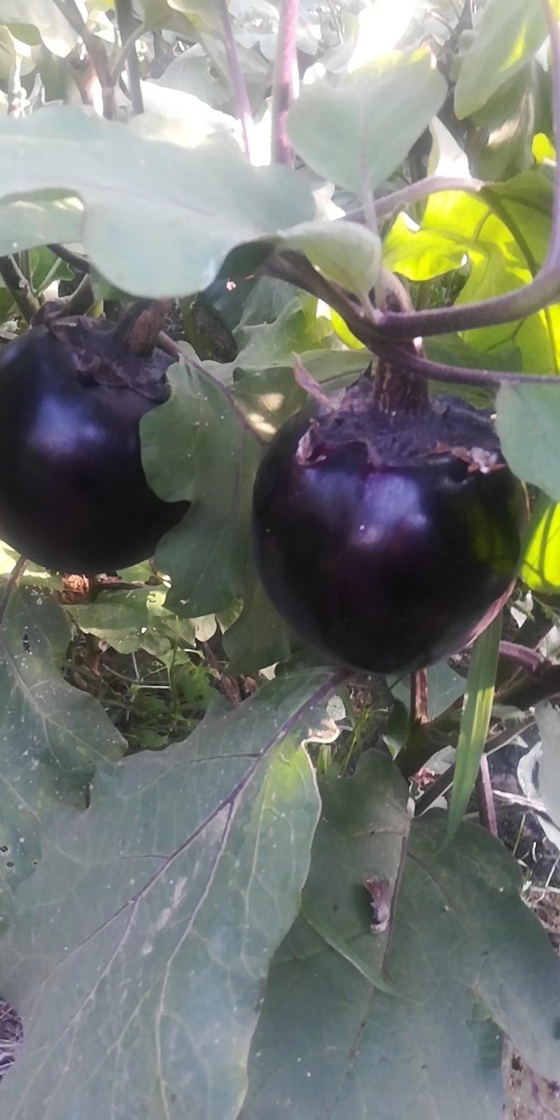 黑紫光圆茄子大量供应