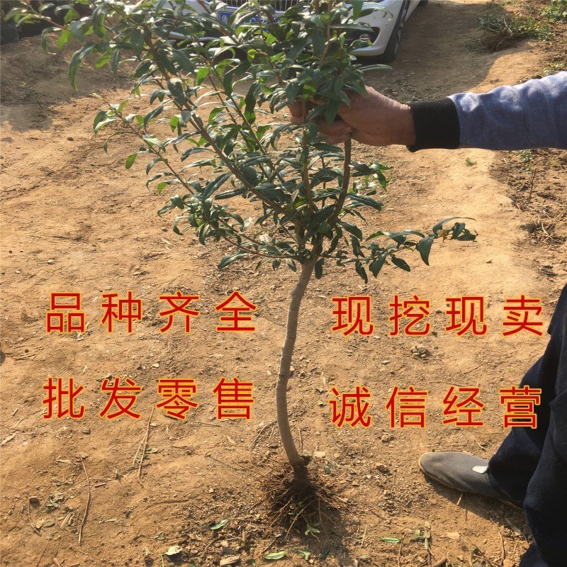 蒙自石榴苗品种石榴树苗南北方种植盆栽地栽石榴大苗