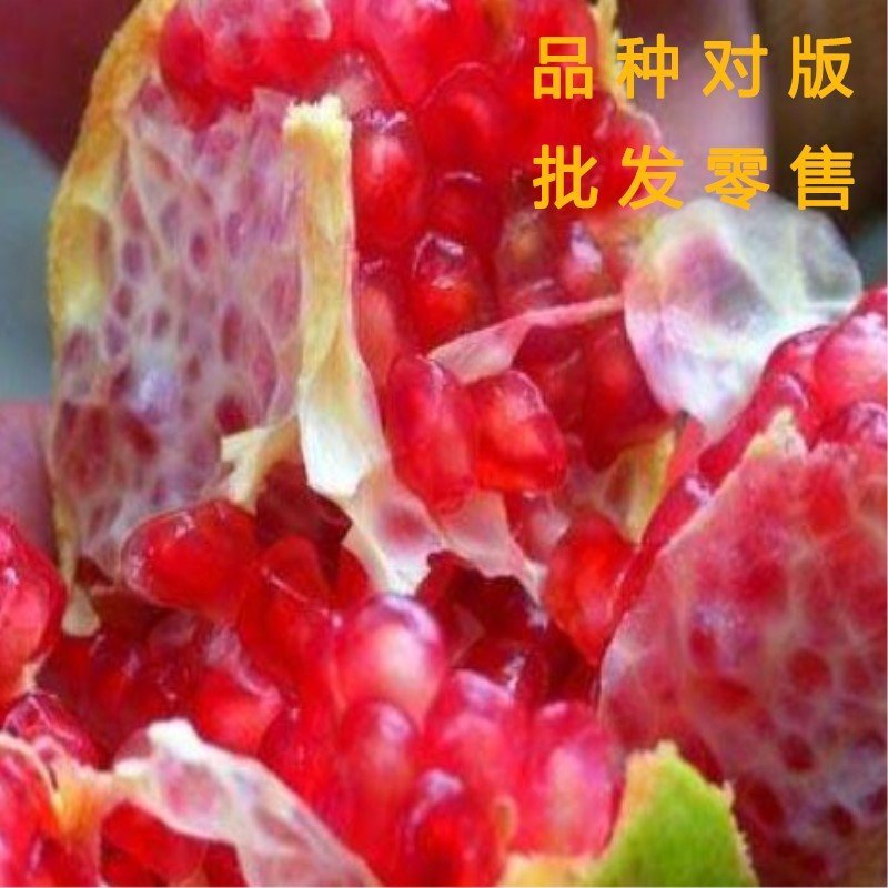 蒙自石榴苗品种石榴树苗南北方种植盆栽地栽石榴大苗