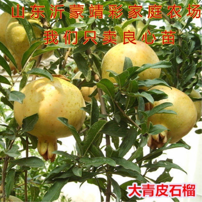蒙自石榴苗品种石榴树苗南北方种植盆栽地栽石榴大苗