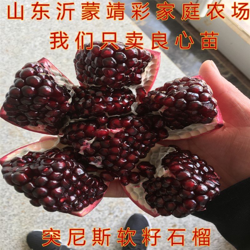蒙自石榴苗品种石榴树苗南北方种植盆栽地栽石榴大苗
