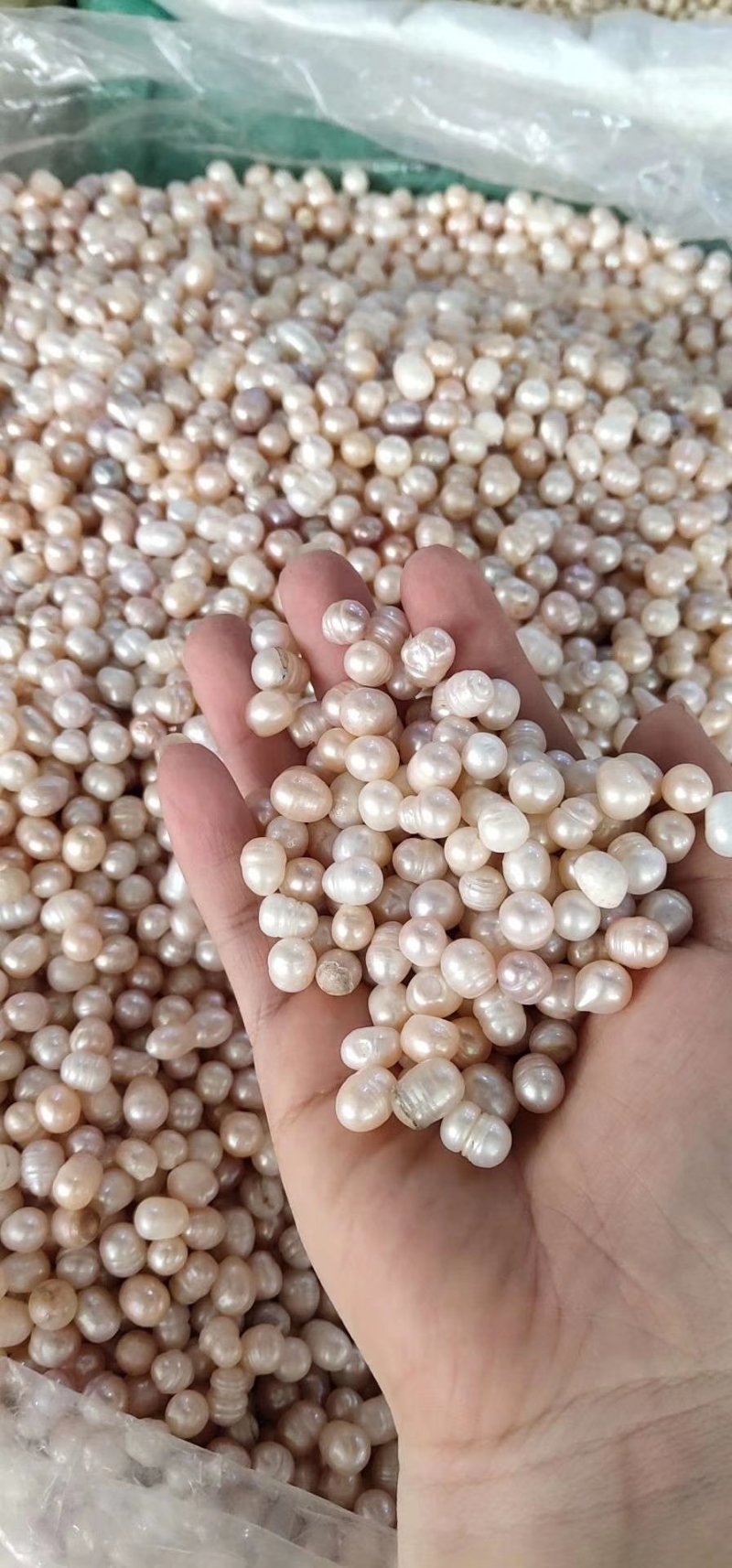 药用珍珠打粉珍珠美容珍珠珍珠粉大量现货供应批发大