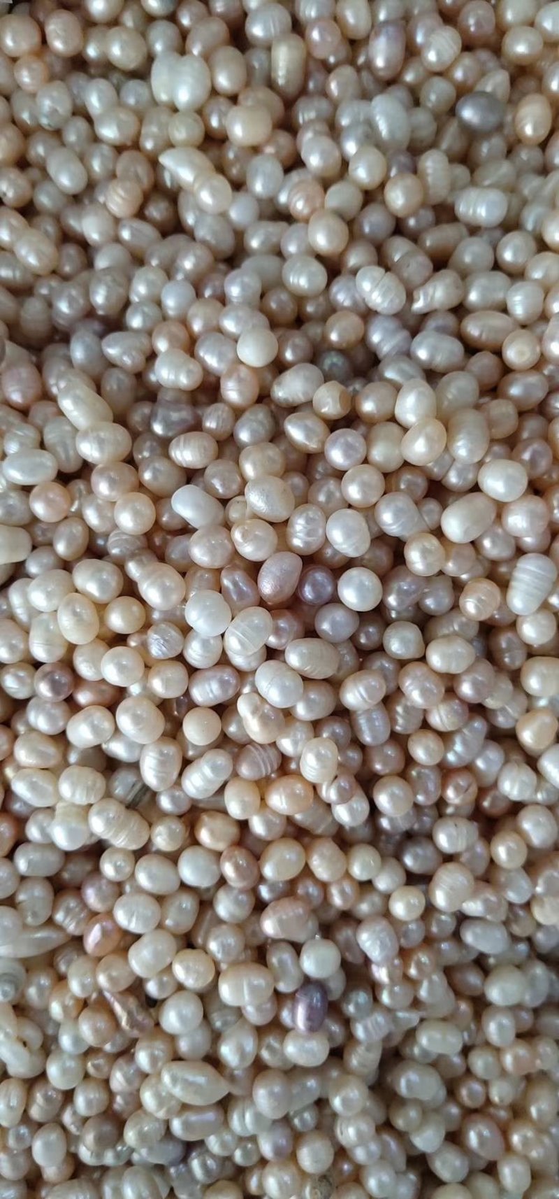 药用珍珠打粉珍珠美容珍珠珍珠粉大量现货供应批发大