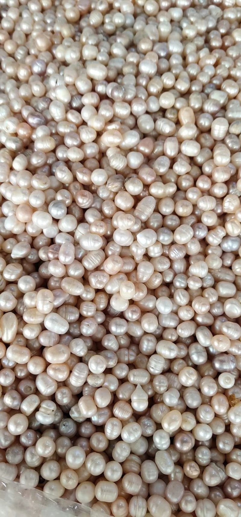 药用珍珠打粉珍珠美容珍珠珍珠粉大量现货供应批发大