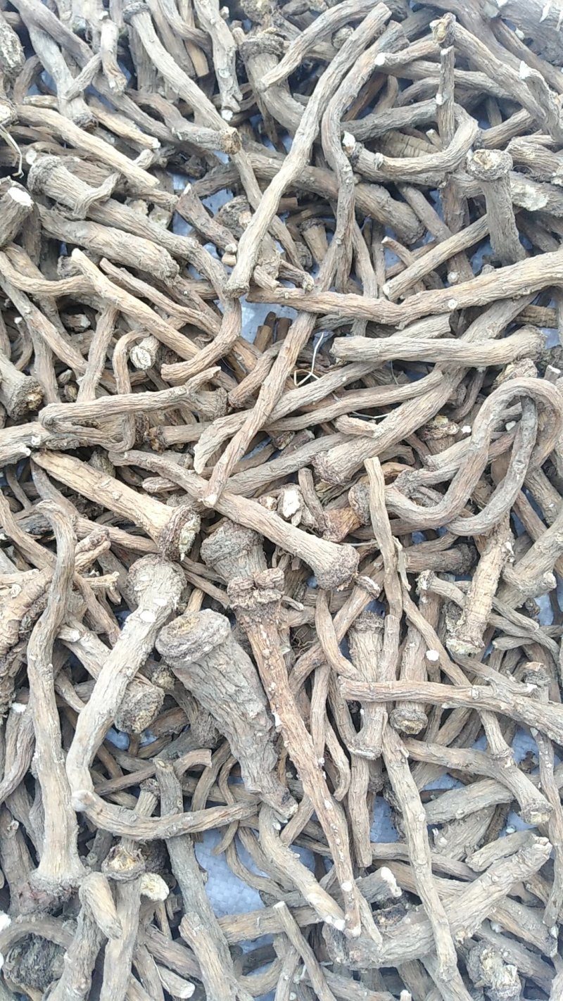 【蒲公英根】质量有保证一手货源产地直销