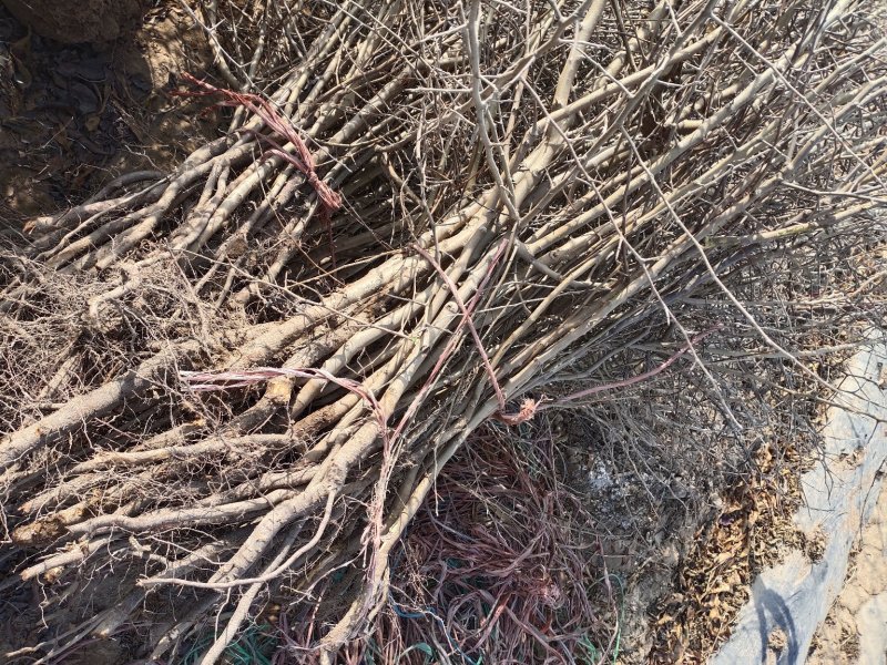 杜梨苗1年2年苗自产直销杜梨苗梨树苗梨树沾木苗杜梨种子