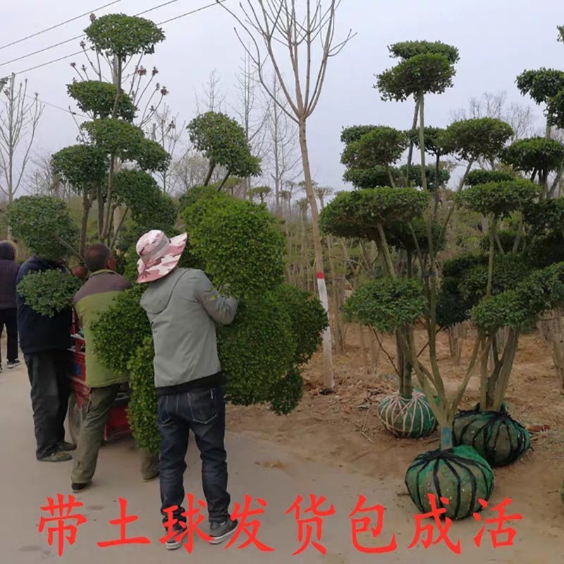 小叶女贞苗小叶女贞球小叶女贞造型树庭院景观植物